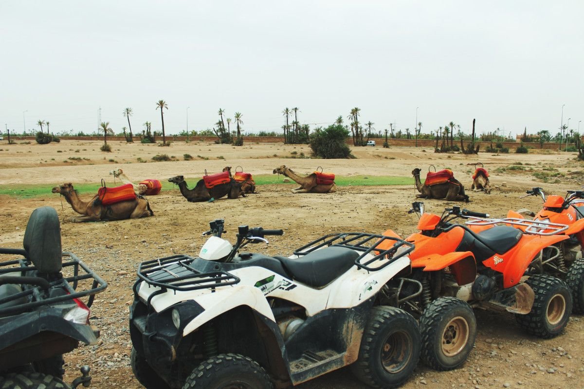 Randonnée chamelière et quad à marrakech palmeraie